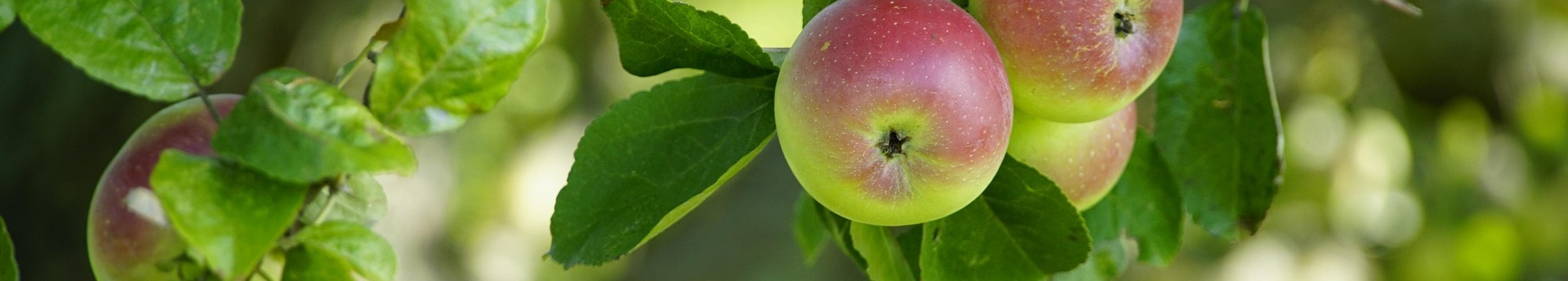 10,8 millió eurós szükséghelyzeti támogatást nyújt a magyar gazdáknak a Bizottság